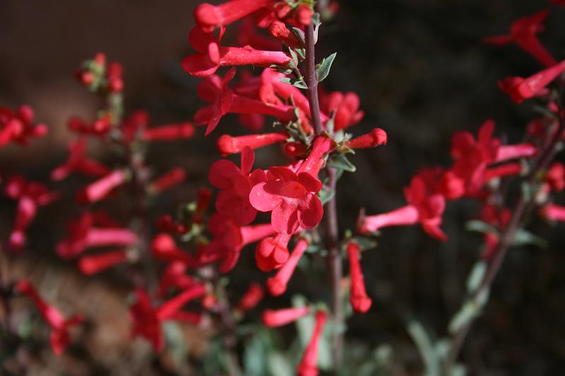 Canyonlands-03601