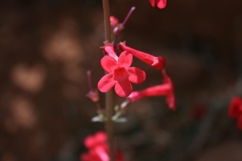 Canyonlands-03602