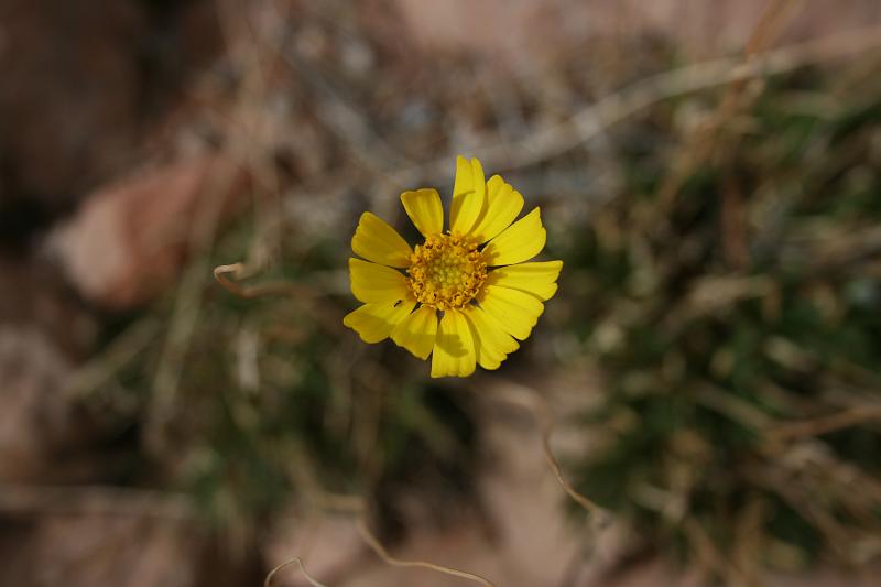 Canyonlands-03609