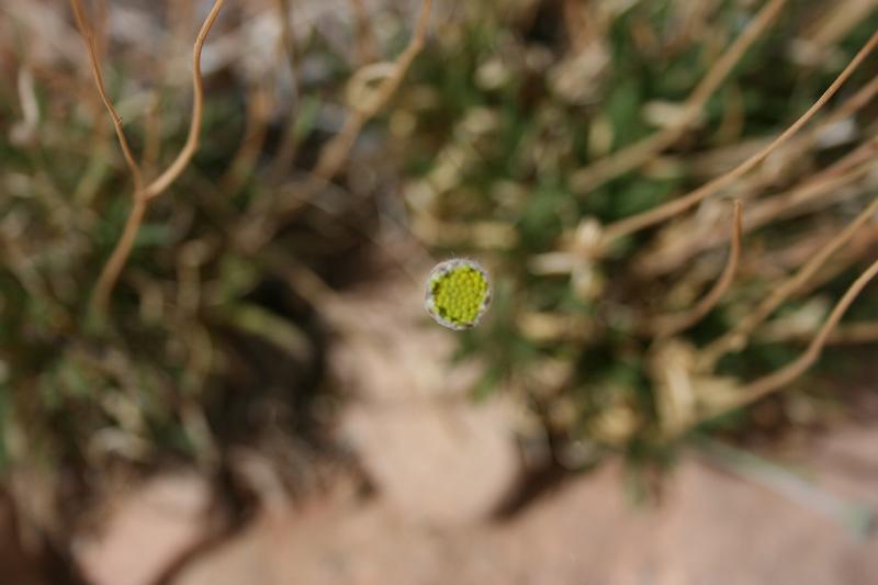 Canyonlands-03610