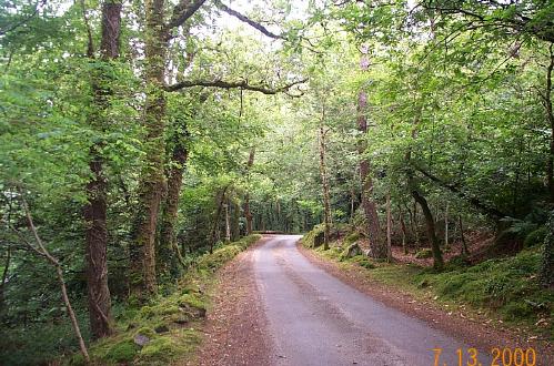 Forest Outside Manoir de Kertalg