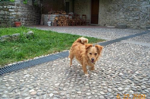 Zorra The Family Dog