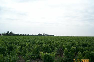 Large Bordeaux Vinyard